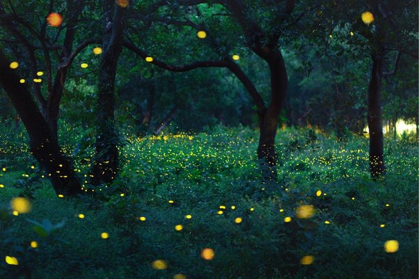 Field filled with glowing fireflies at twilight, symbolizing collective light and wonder in the Little Guru story.