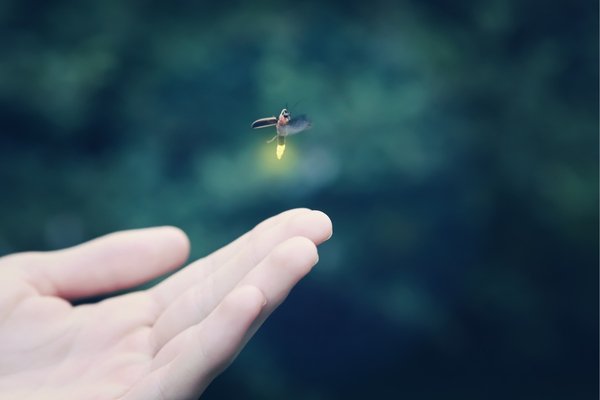Hand reaching toward a single glowing firefly, representing the light within each child and parent.