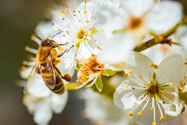 Bee pollinating white blossoms, illustrating interdependence in nature through plant and pollinator relationships