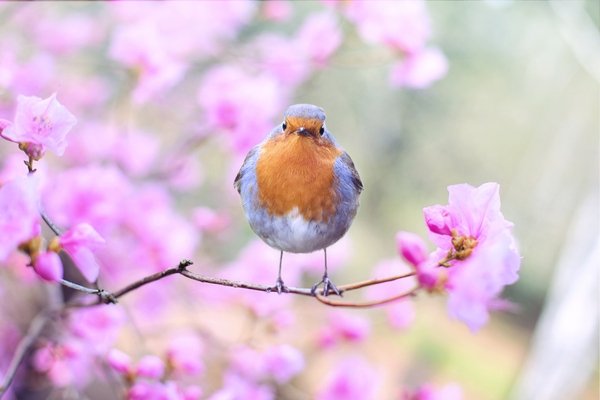 Bird perched on a flowering branch, symbolizing seed dispersal and interdependence in the natural life cycle
