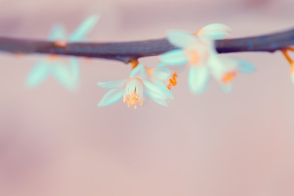 The Magic of Synchronicity: How the Universe Helps Us Find Our Way Delicate blossoms on a branch, representing the small moments of beauty and awareness that guide us when we slow down and notice.