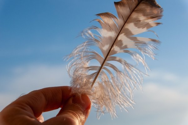 The Magic of Synchronicity: How the Universe Helps Us Find Our Way A feather held up against the sky, symbolizing the magic of synchronicity and noticing subtle signs from the universe.